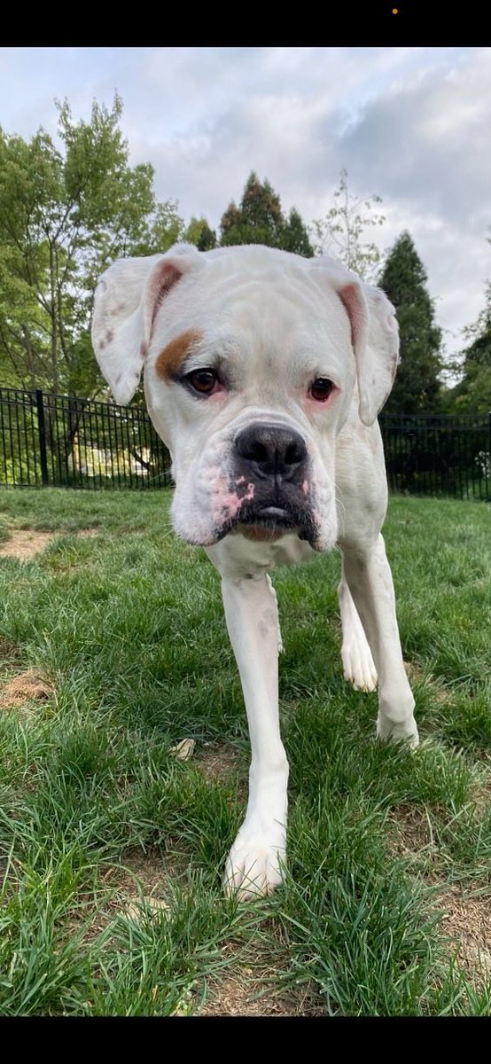 Marshmallow is a young female boxer whose family is going through a divorce. She lives with kids and other dogs. Located in #Pittsburgh PA. This girl is super sweet. #adoptme #adoptables #adoptdontshop #boxerdogs #whiteboxer #rescuedog #boxerdoglover #petsarefamily #dogs #boxer