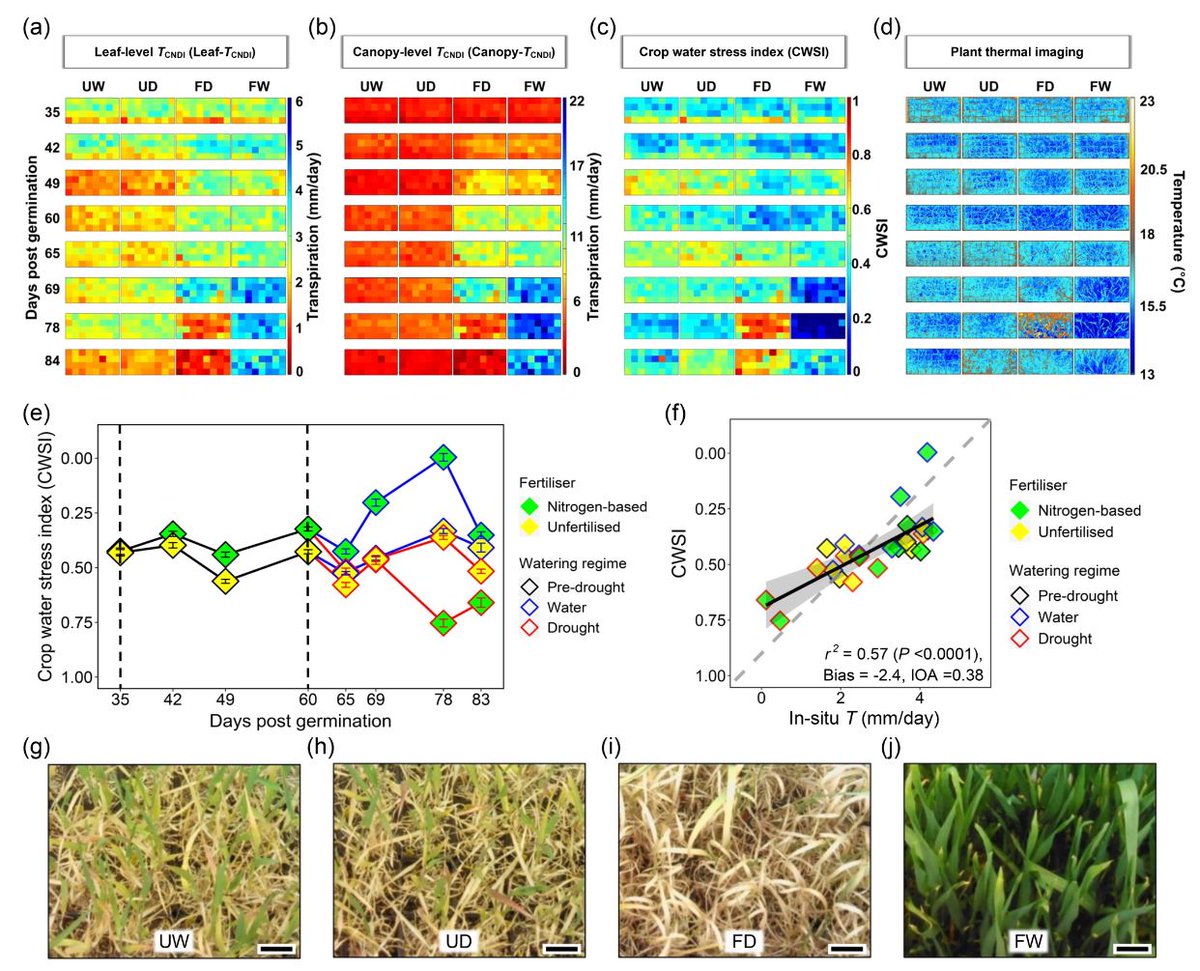 DrCerfUK's tweet photo. We synergized remote sensing based hyperspectral thermal and optical dataset to develop an improved formulation of transpiration for wheat crops under concurrent drought and nutrient deficiency. @UKRI_News #RemoteSensing #Phentyping #Modelling #AbioticStress #NewSensingTechnology https://t.co/79RlQrY1QQ