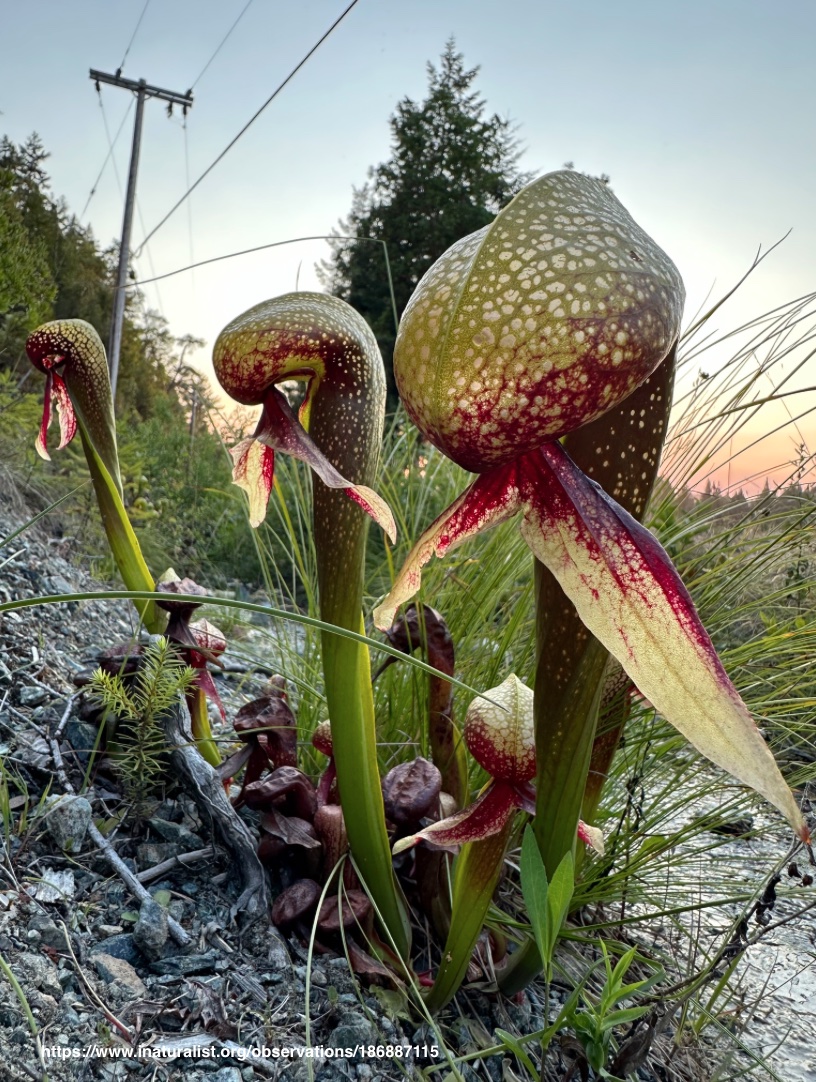 Brian Tanis tweet media