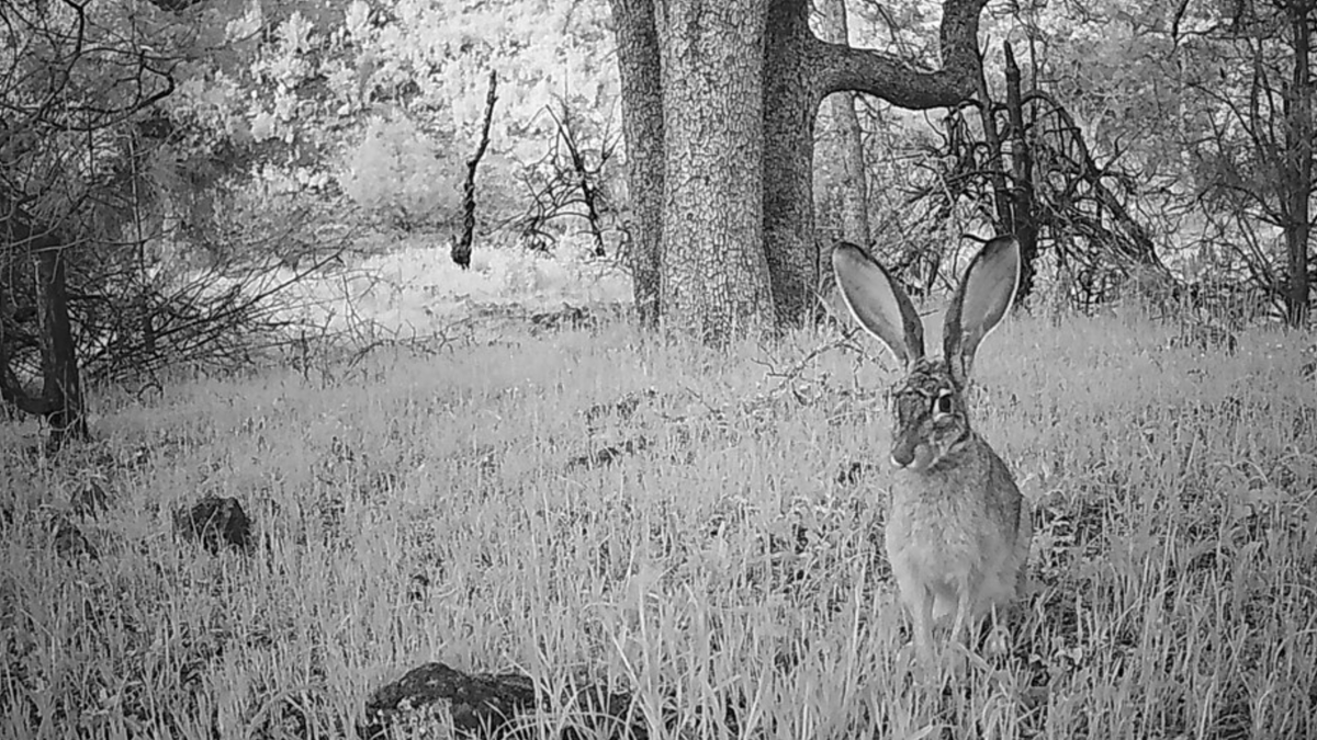 Posing here is the native black-tailed jack rabbit. Other native rabbits found in the Regional Parks are the brush rabbit & desert cottontail. Pet rabbits released into parks can create ecological damage and spread disease. Consider a chocolate bunny instead. #WildlifeWednesday