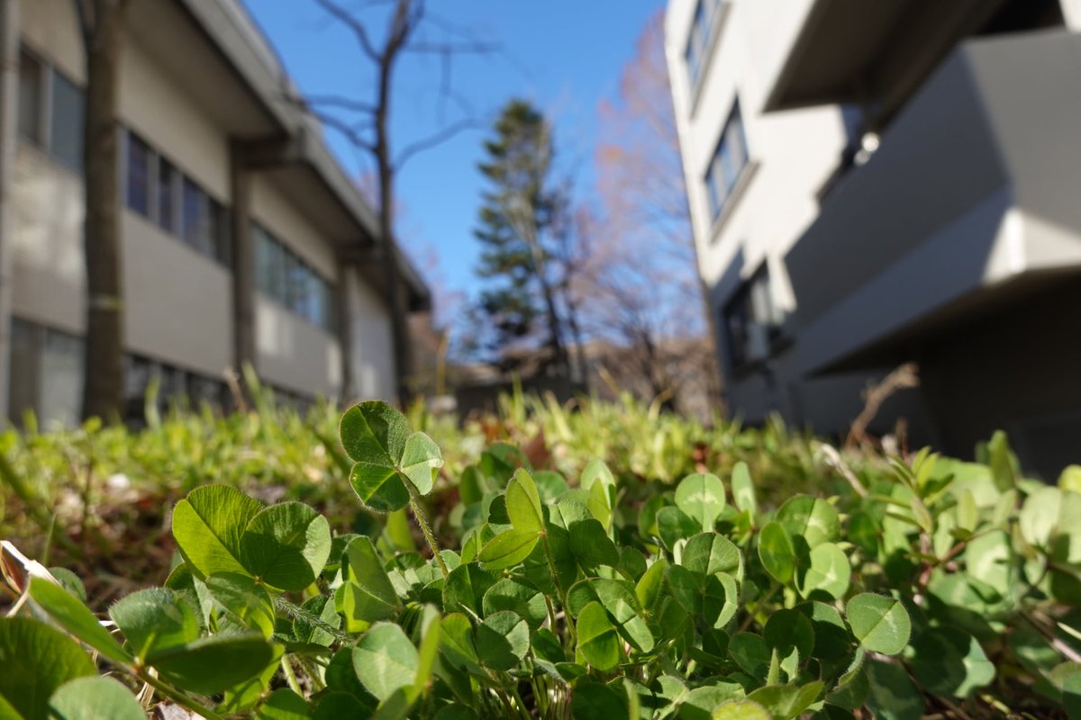 Spring @ShinshuUni is modestly starting this year, looking forward to seeing students back on campus! #campus #matsumotocity #university #SpringBreak #FLOWERS #nagano