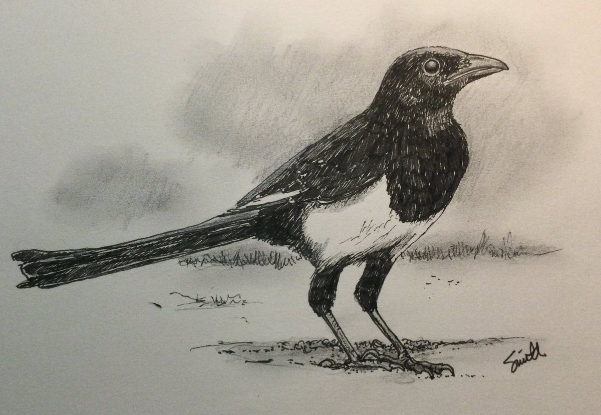 The Eurasian Magpie (Pica pica) is found across the northern part of the Eurasian continent. It is believed to be not only among the most intelligent of birds, but also holds a place among the most intelligent of all animals. Sketch for the March #BirdWhisperer prompt.