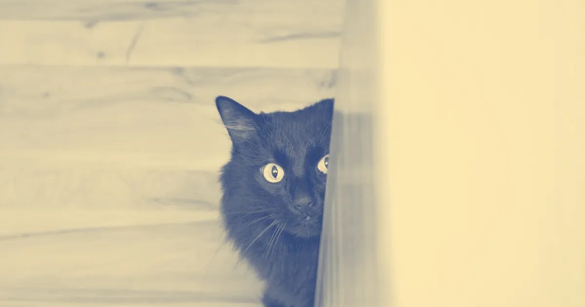 Emily Howe tweet media