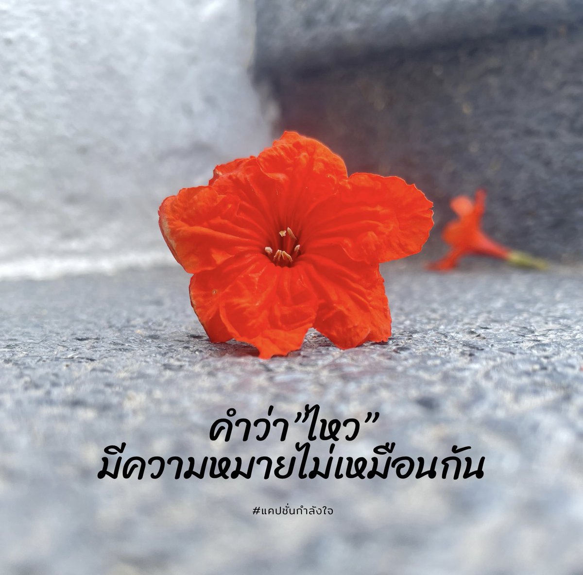 คำว่า“ไหว”มีความหมายไม่เหมือนกัน
บางคนบอกไหว..แต่..ข้างในแทบพังหมดแล้ว
บางคนบอกไหว..เพราะ..ไม่มีทางเลือก
บางคนบอกไหว..เพราะ..หวังว่าจะดีขึ้น✌🏻

Cr.เจ้าดอกทานตะวัน

#แคปชั่นกำลังใจ #แคปชั่น #คำคม #คิดบวก #สตอรี่ #ความรู้สึก #กำลังใจ #เพิ่มพลังบวก #คำคมชีวิต #แคปชั่นเด็ด