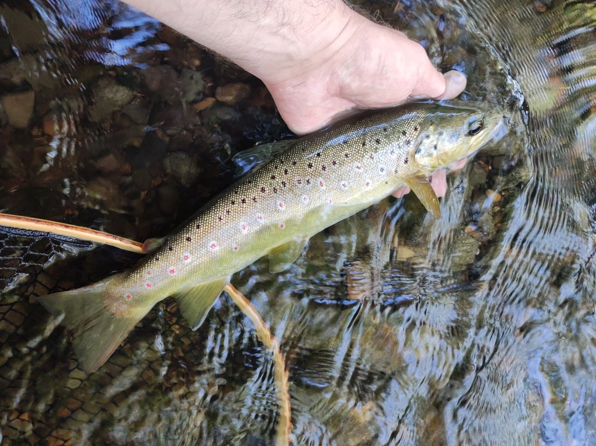 Only a few more days to go, that is if it ever stops raining!#flyfishing #guidedfishing #flyfishinglessons #flyfishinglife #flycasting #trout #browntrout #rainbowtrout #grayling #onthefly #flyfishingnation #outsidedays #salmon #seatrout #dryfly #nymph #Snowbee #flyfishinglife