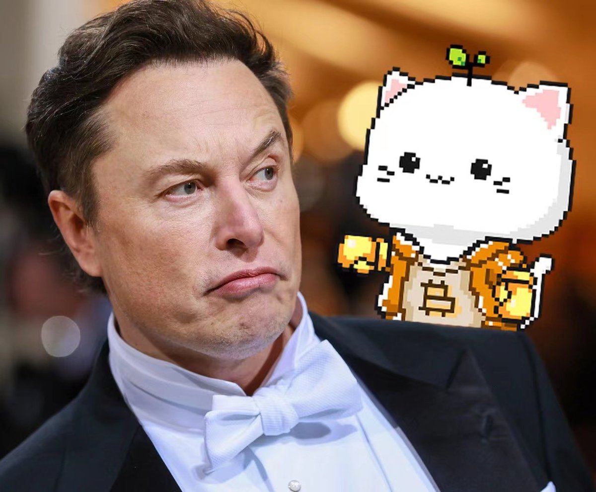 ADSHAN4's tweet photo. @PirateWires @BitcoinCats1Cat https://t.co/GoDF5jqCui