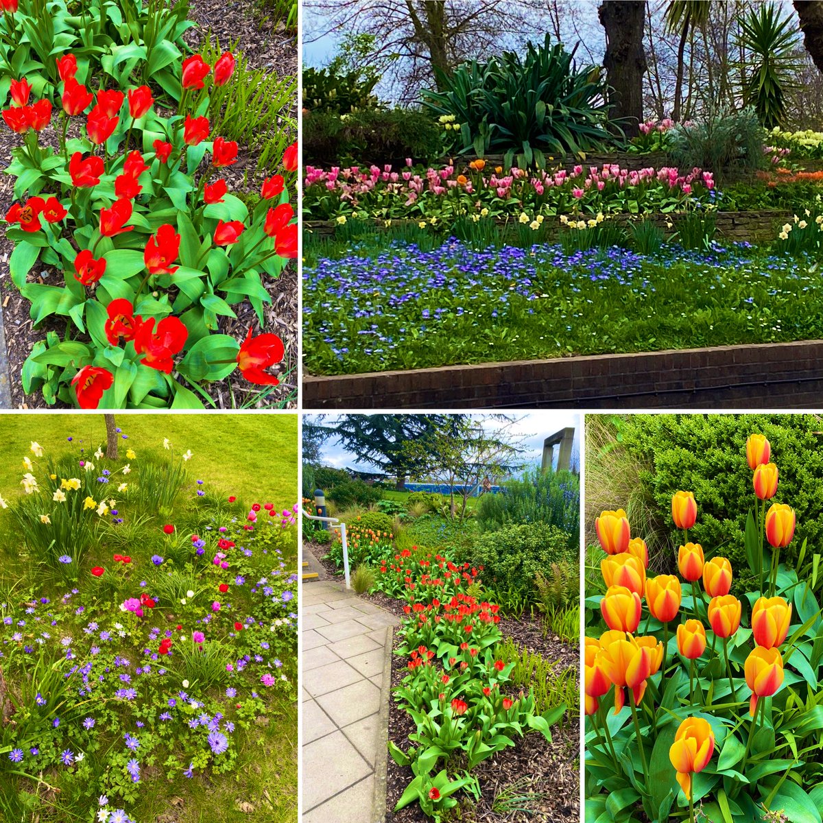 @StGeorgesTrust the gardens are blooming - amazing displays 🌷 take time to walk round, the sights, sounds & smells ❤️ HUGE thanks to @johngreco_BW & his amazing team who work through all weathers to bring us joy & @GivingtoGeorges for their support #theotherhealingenvironment