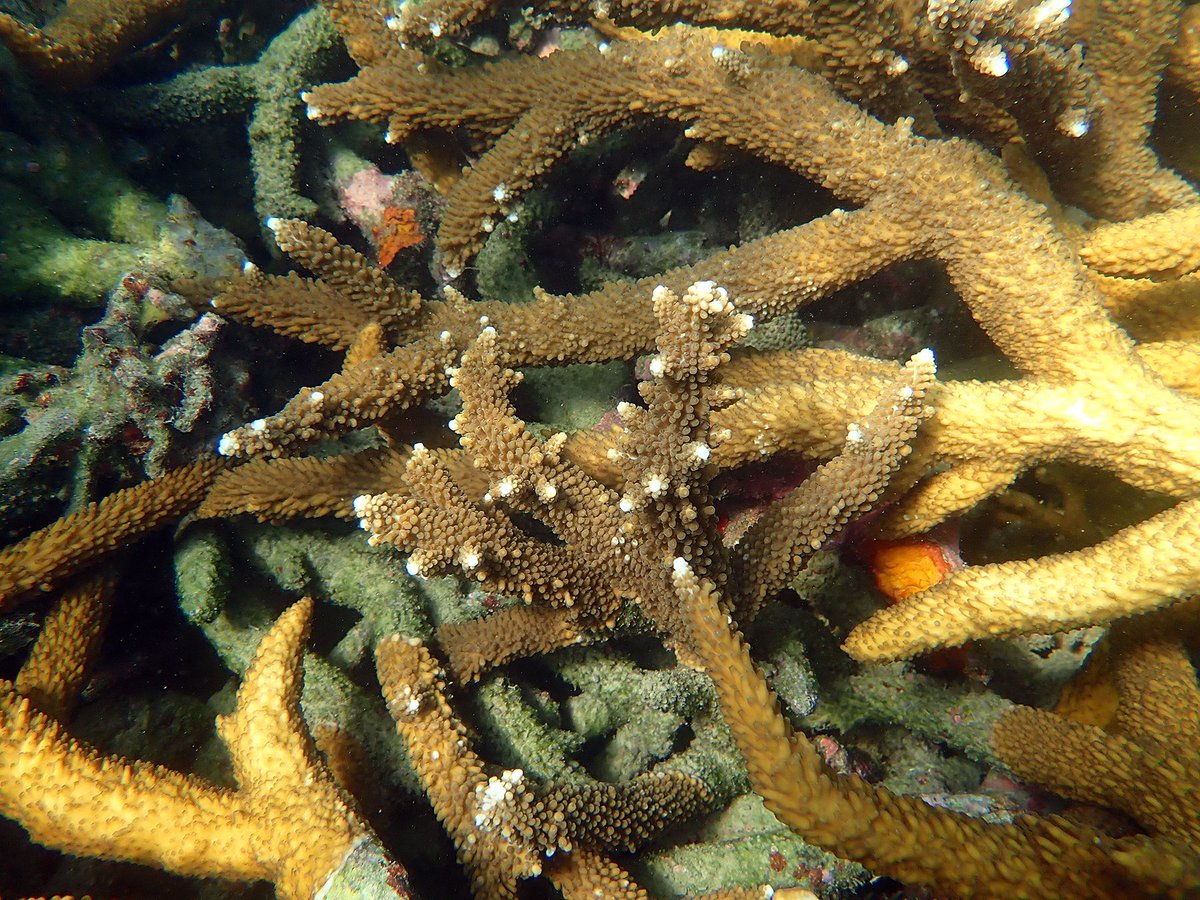 Coral Sea Foundation tweet media