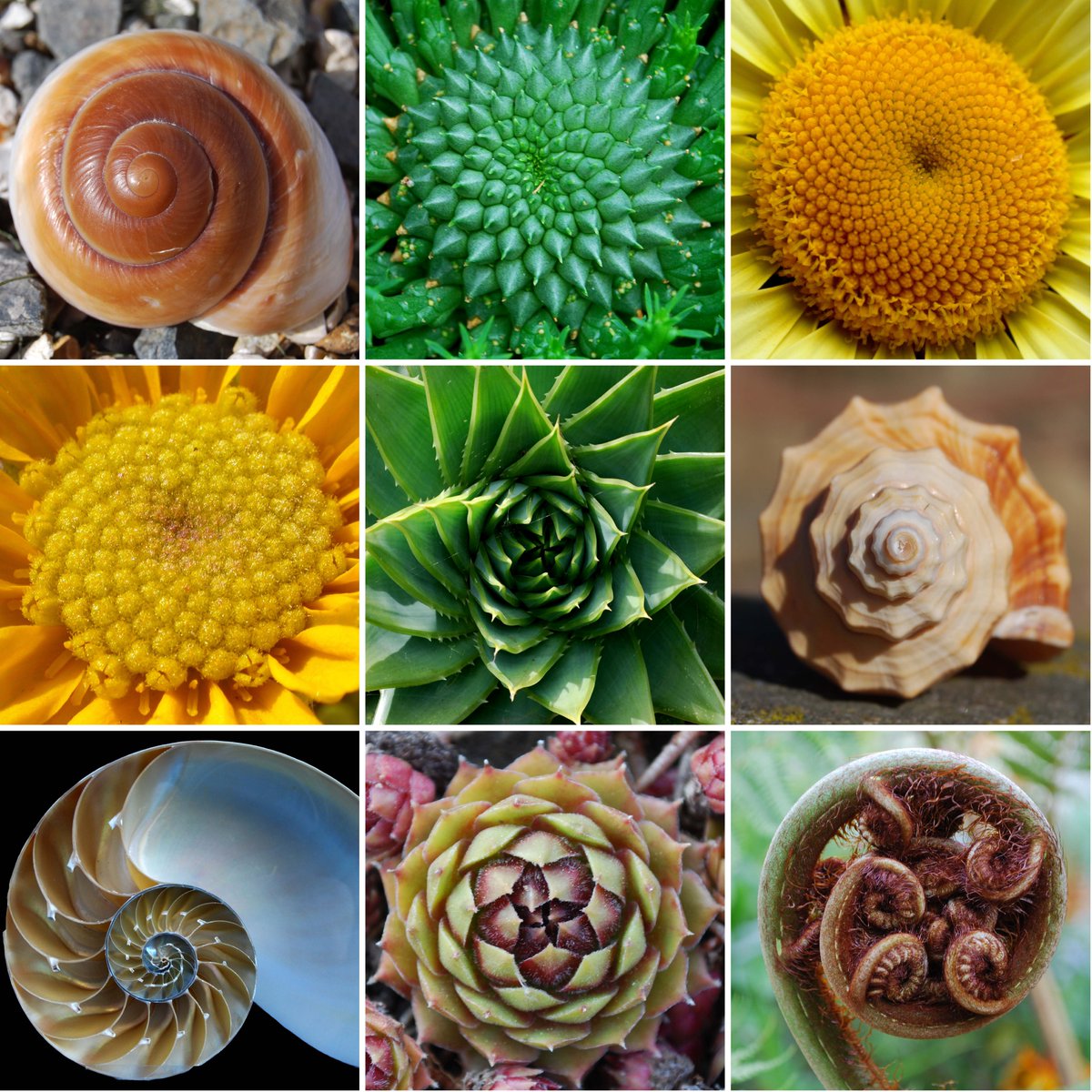 roots_humanity's tweet photo. The History of the World is Written in Art. A golden spiral, in geometry,is a logarithmic spiral. The growth factor of the spiral is φ, the golden ratio, meaning that a golden spiral gets wider (or further from its beginning) by a factor of φfor every quarter turn it makes. https://t.co/22aZMQPdve