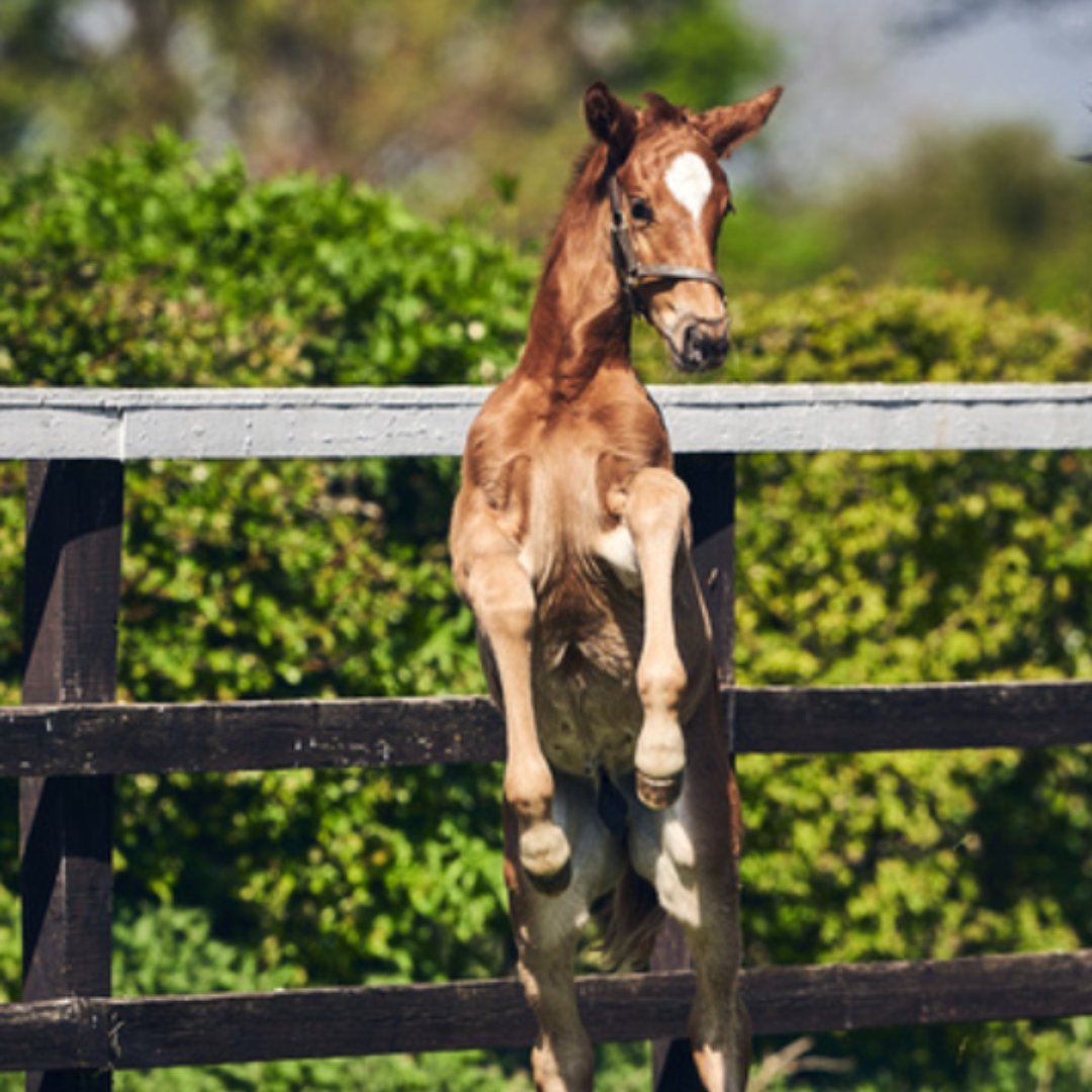 That moment on #foalfriday when you realise it's a 4-day weekend! #discovernewmarket #newmarket #suffolk #foalfriday #easter #longweekend