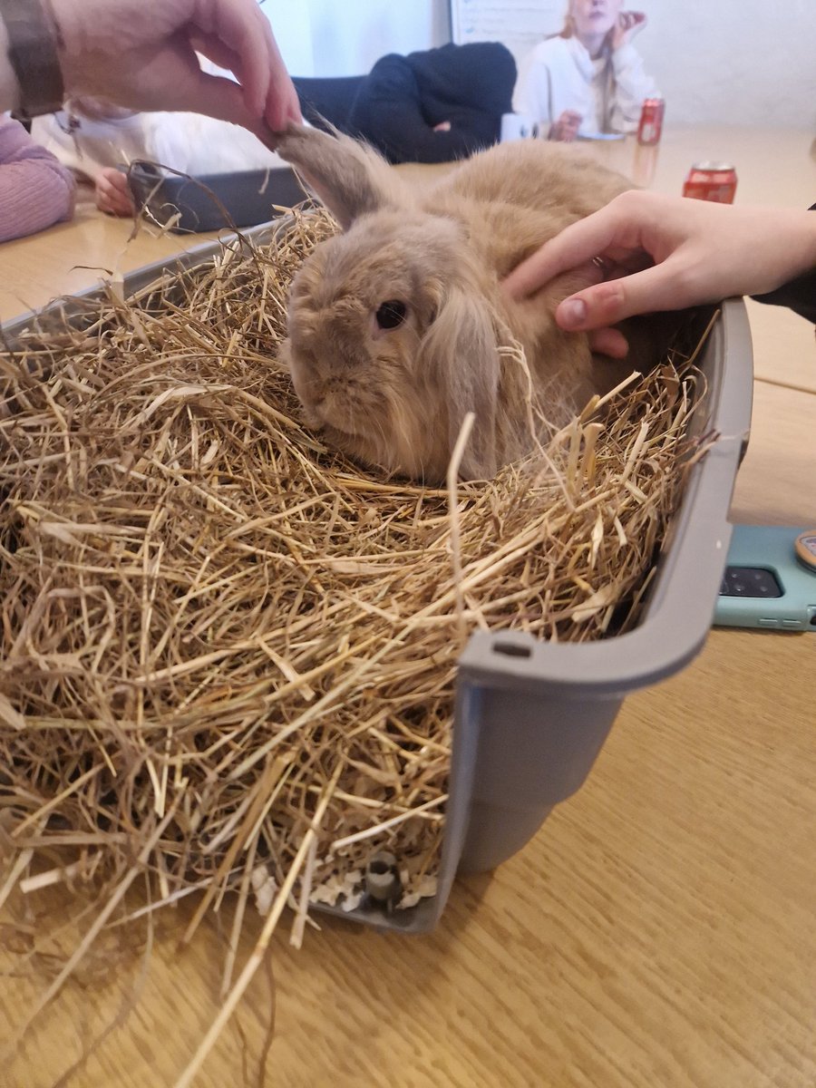 Another fun activity with our @PauseOrg drop in group today! A CIC called Pets and Picasso joined us today for some animal and craft therapy! We loved petting bunnies, tortoises and even a gecko! You really can't underestimate the power of animals to help people to heal. 💚