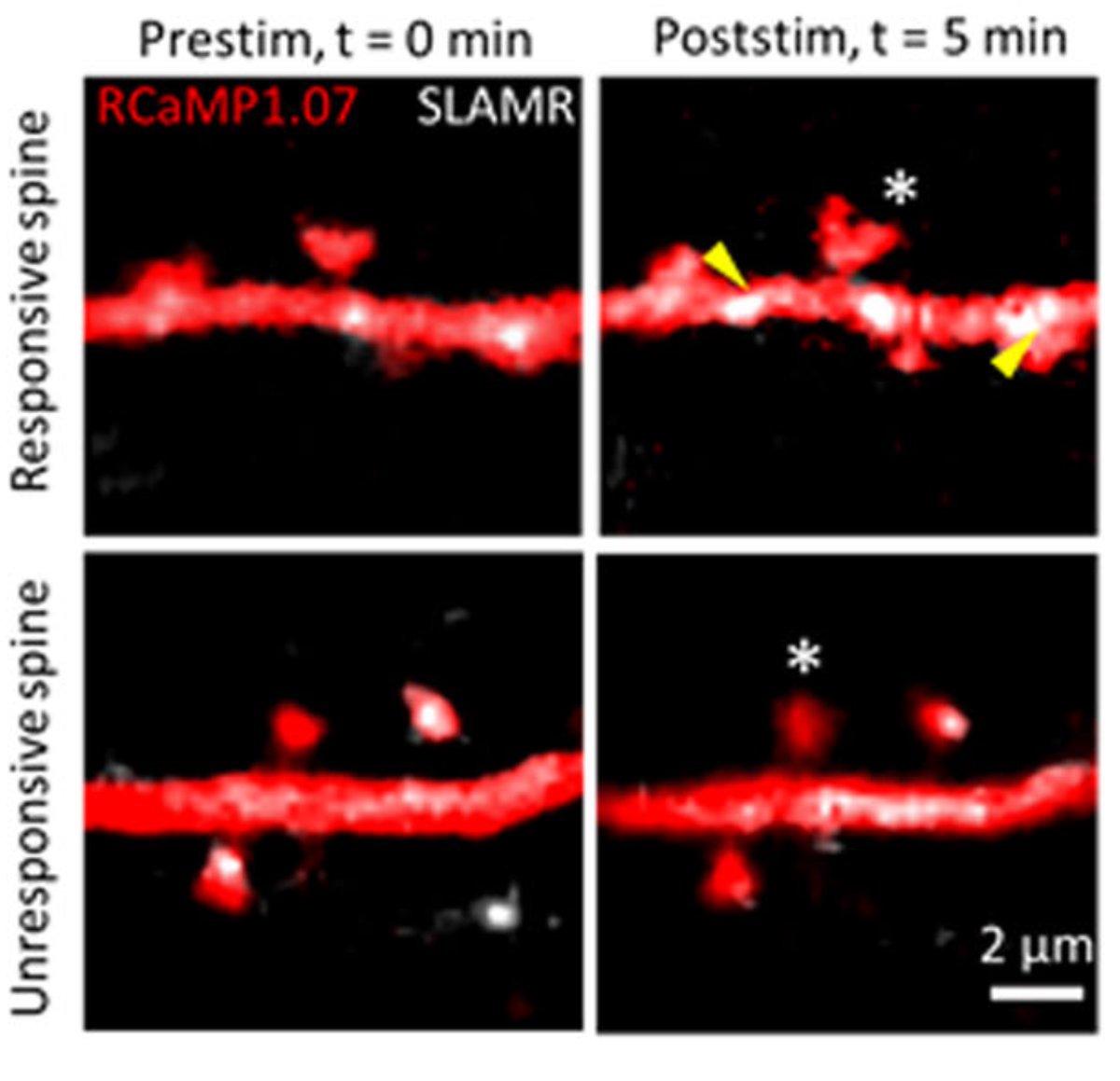 Our lab's third paper is out @NatureComms in collaboration with @Puthanveettil_S @UFScripps and @Ryohei_Neuro @MPFNeuro. Our postdocs @WingfieldJenna and @ilikaghosh09 got together to trace the transport of the long non-coding RNA SLAMR into synapses during synaptic plasticity