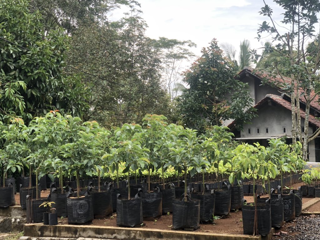aldosaputra601's tweet photo. Bibit alpukat reddy stok, dari yang kecil sampai yg besar. Minat bisa https://t.co/z1hX2vK5Xy https://t.co/zj642RuuJc