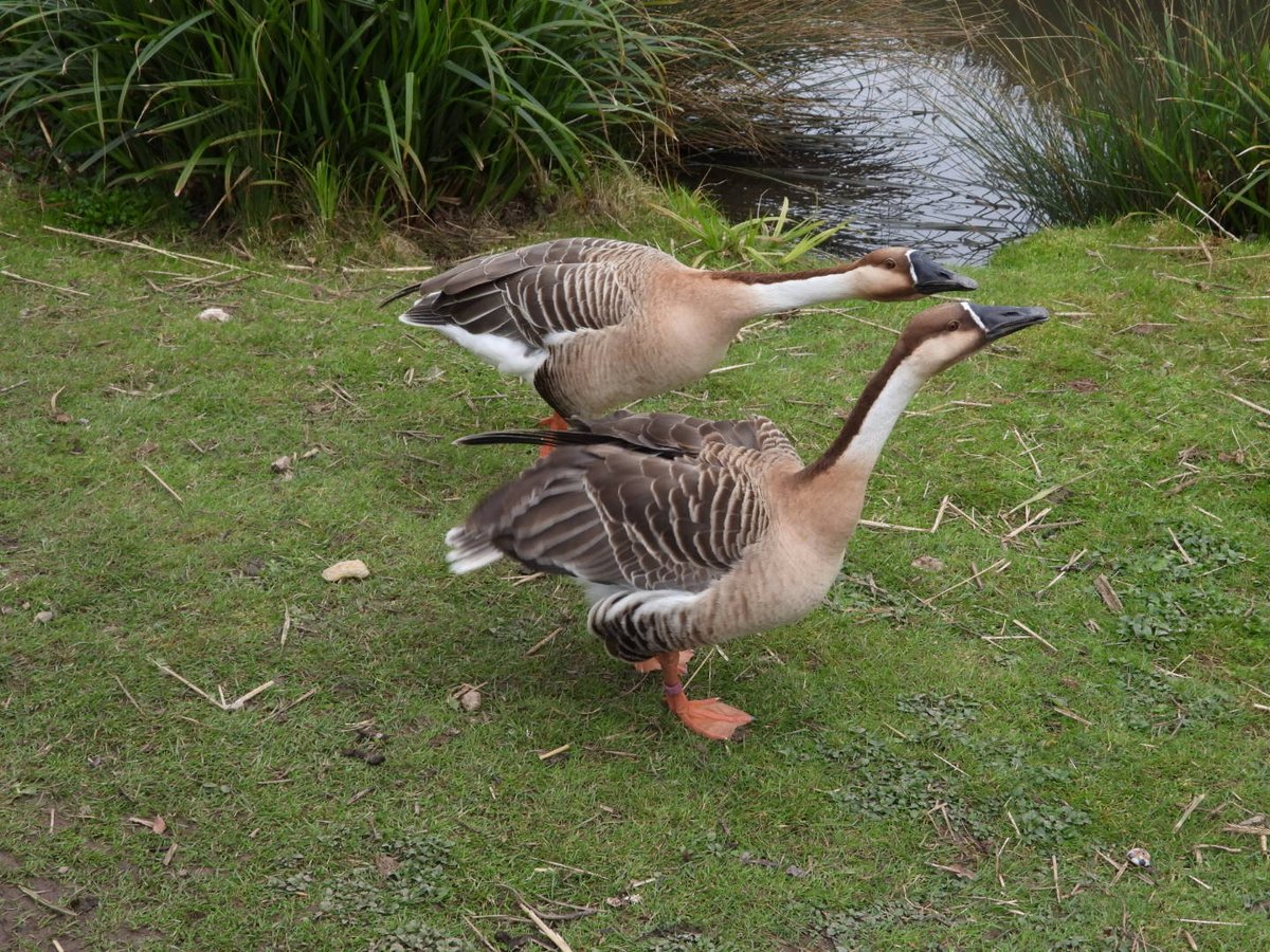 Me and Patricia visited WWF Slimbridge
Swangoose.