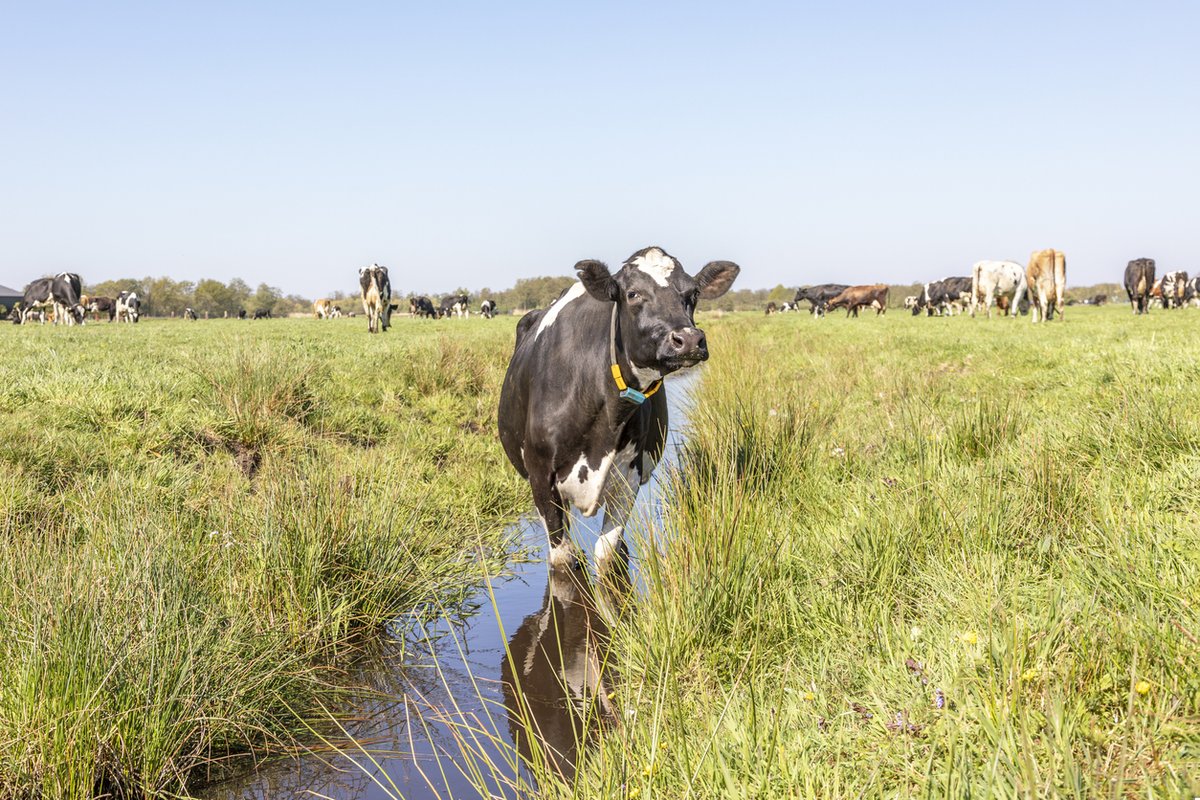 Avian flu detections in dairy cows raise more key questions Experts wonder if the virus is responsible for all of the symptoms, if it can spread from cow to cow, and how the findings might shape farm biosecurity. ow.ly/2Nyp50R3Fem