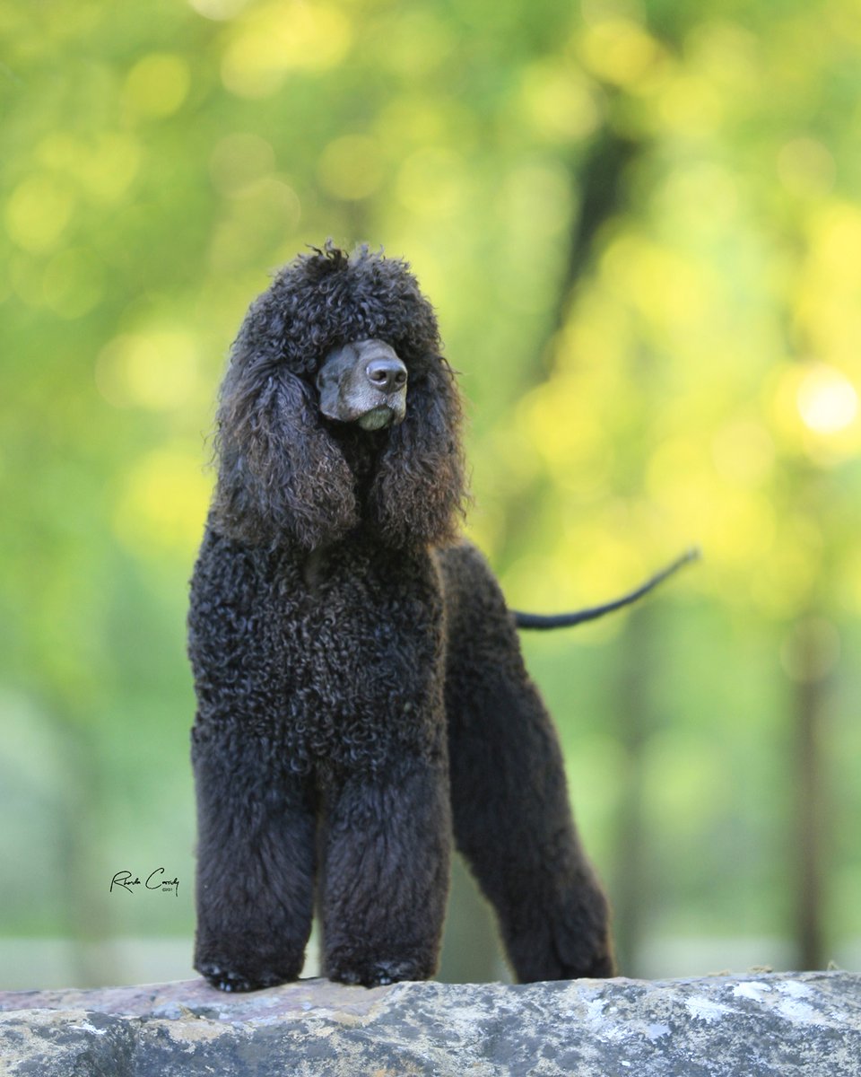 The breed’s traditional “work” has been that of a waterfowl retriever in the cold and wet (and often treacherous) environments of its native Ireland. 🐾

showsightmagazine.com/irish-water-sp…

#irishwaterspaniel #iws #purebred #dogshow #dogshow2024 #bestinshow #bestinshowsight #showsightmag