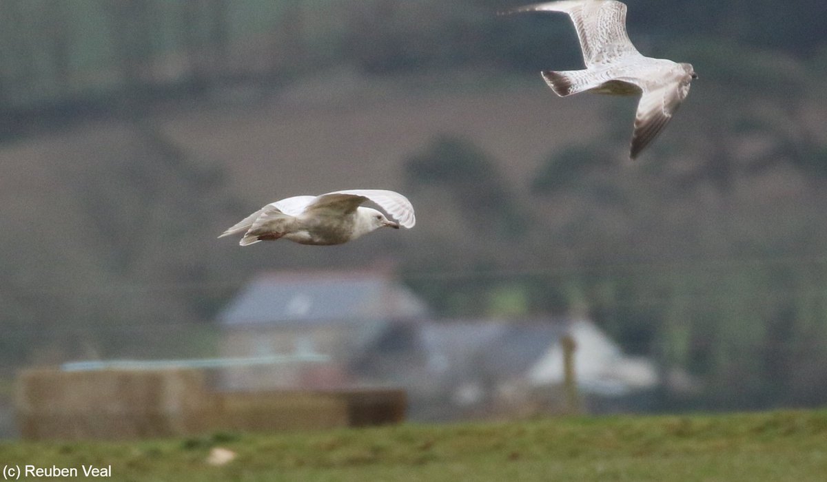 Could’ve hoped for a Hoopoe to come back to, but in no way complaining. @lawlor157’s 3cy Kumlien’s Gull this afternoon at North Cliffs