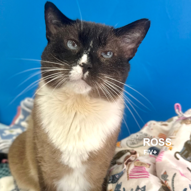 This is Ross. He’s 5 years 4 months-old and a very mellow man. It’s as if he’s practicing for his senior years. Ross is very friendly with people, and most other cats. Ross will fit in nicely with a family who either has other cats or not.#snapcats #specialneedscats #fiv #fivcats