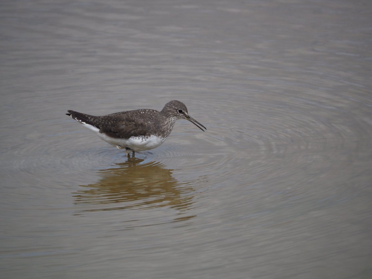 2024 Endowment Fund Awards Every year our Endowment Fund supports amateur research to further the knowledge of the birds of Scotland and to contribute to the conservation of the birds of Scotland. More information and how to apply can be found at the-soc.org.uk/pages/research…