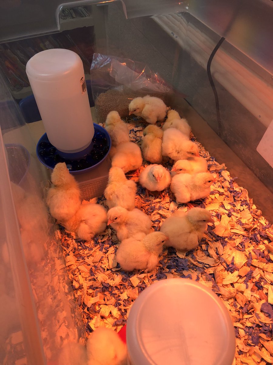 StatenAdrianne's tweet photo. The chicks have arrived at Pickett. But I think we have cute chicks all over Pickett. ❤️😊 @LCSJackets @PESJackets https://t.co/3A5sgGHV8r