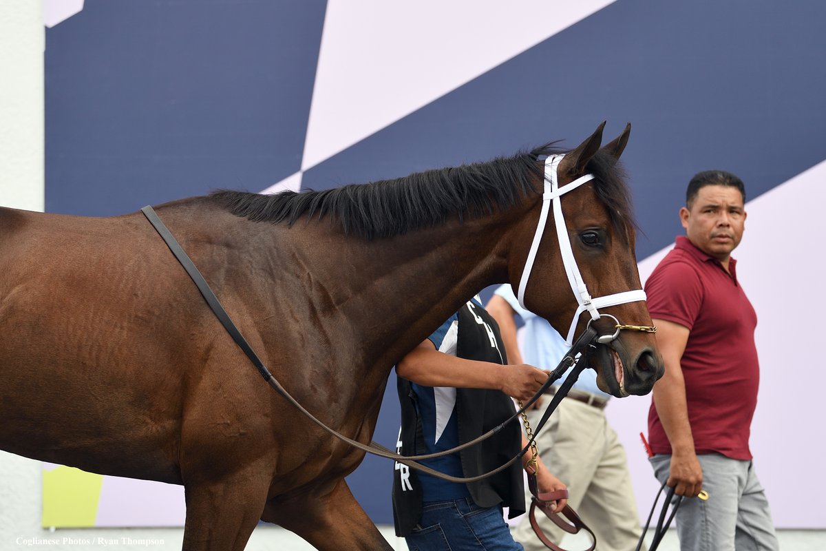 Florida Derby favorite FIERCENESS schooling today @GulfstreamPark for @PletcherRacing.