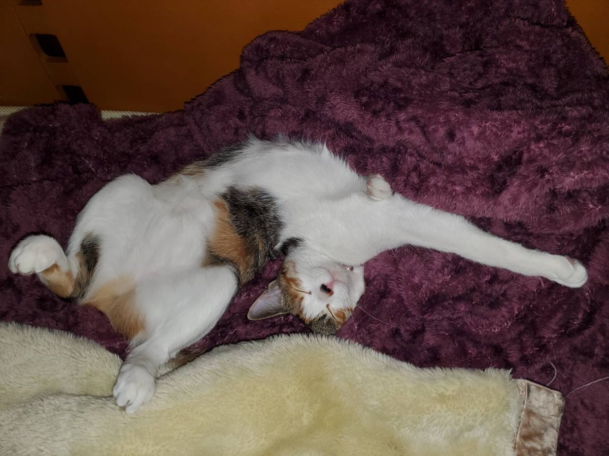 JHQS12's tweet photo. 風穴猫 https://t.co/sfz9E0dUlH