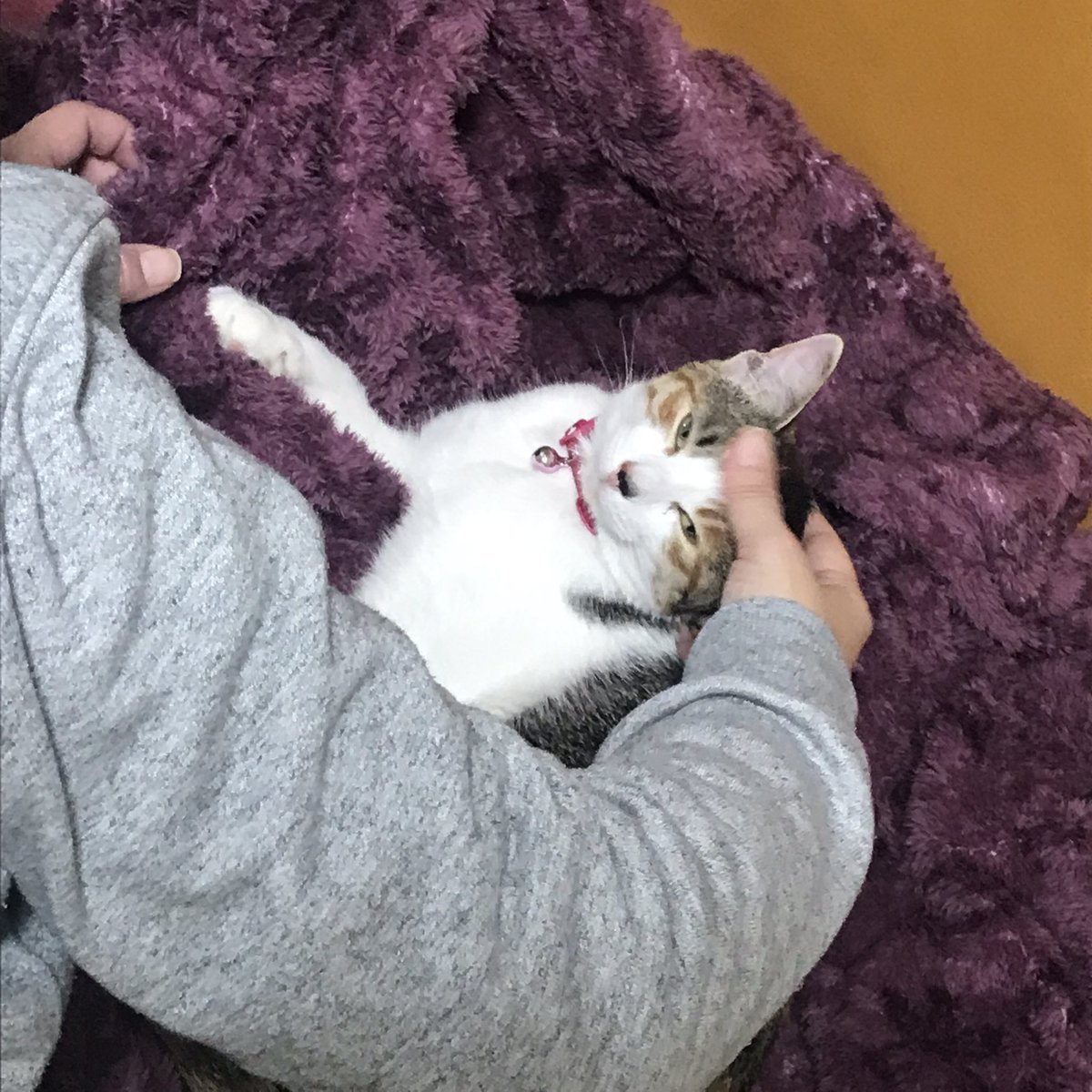 JHQS12's tweet photo. 風穴猫 https://t.co/sfz9E0dUlH