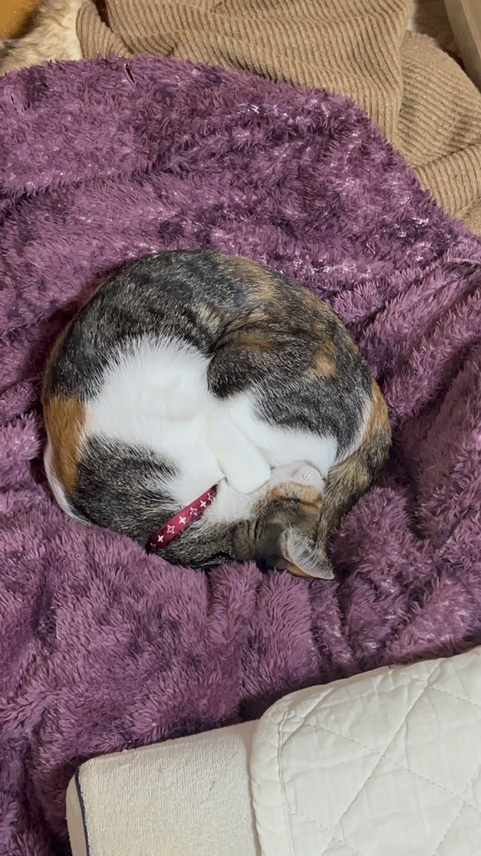 JHQS12's tweet photo. 風穴猫 https://t.co/sfz9E0dUlH