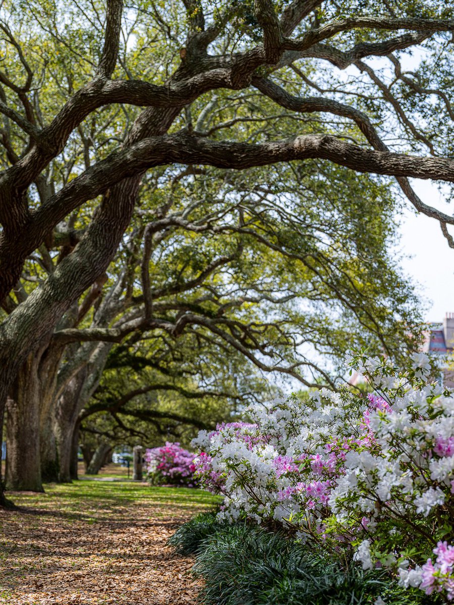 My first time seeing Charleston, SC in the spring, but I think it’ll have to be annual thing for me now.