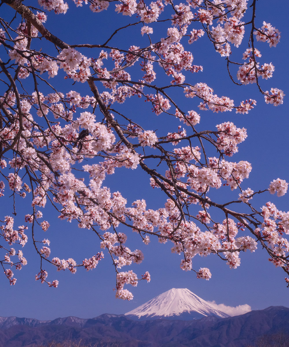 春爛漫 南アルプス市で先日撮影 #富士山　#mtfuji