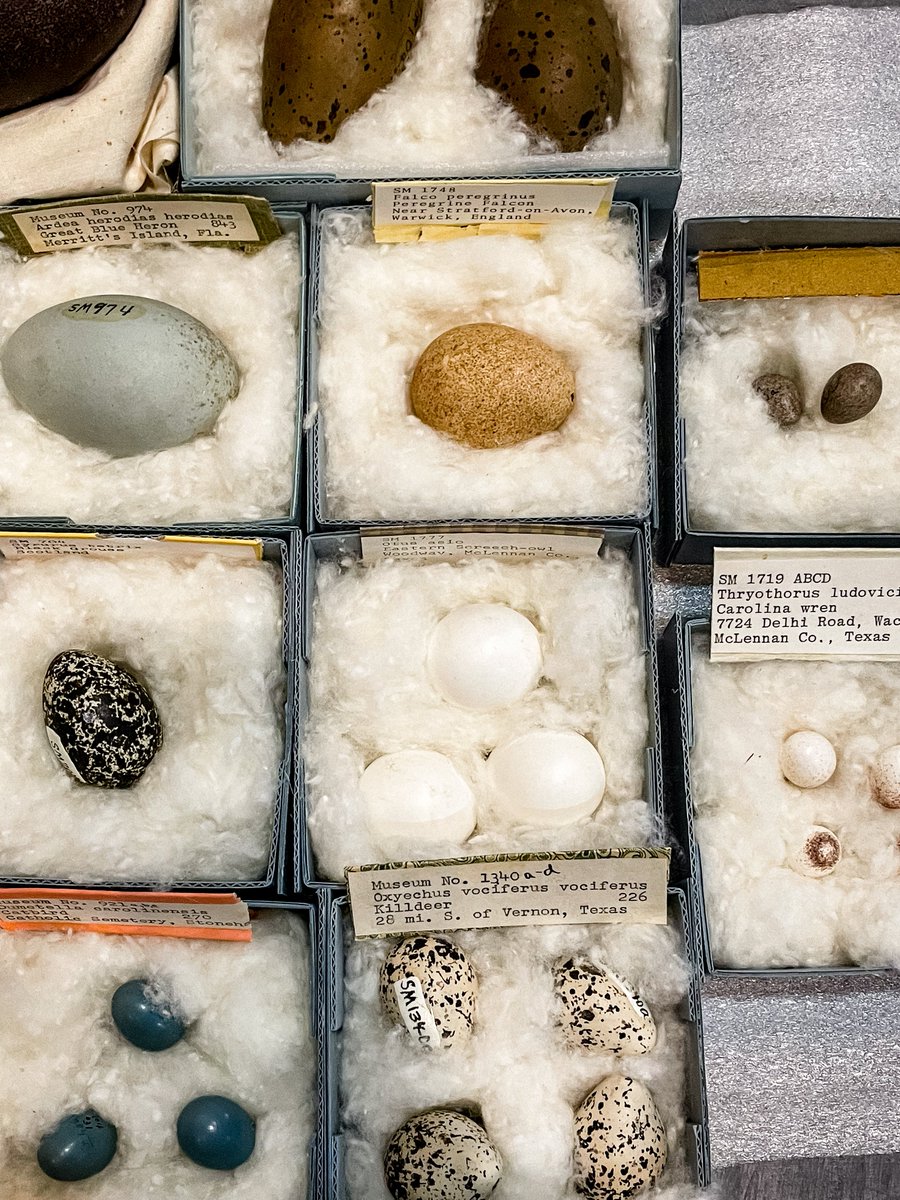 Mayborn Museum tweet media