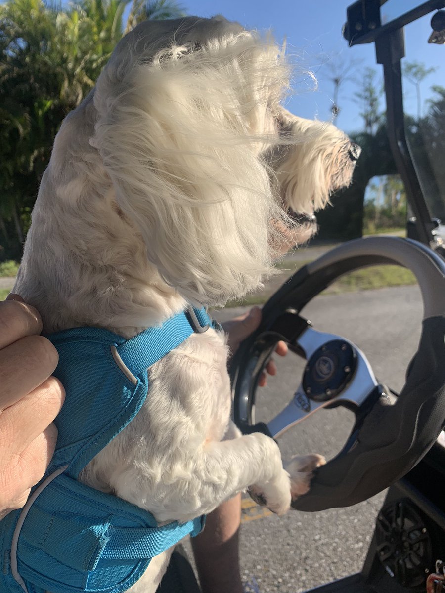 loriarupp's tweet photo. @Phil_Sledge Keeping me from going off the road. https://t.co/avAhPk0OR6