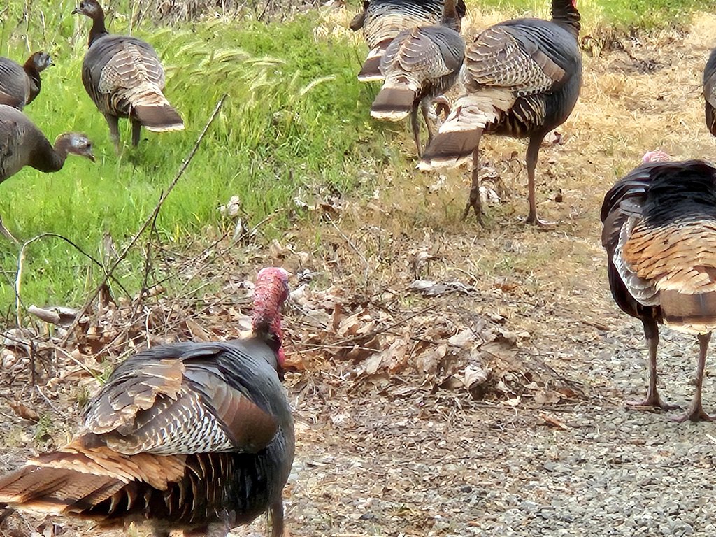 Icepickun's tweet image. TURKEY SQUADRON