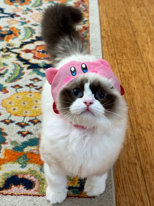 KIRBY NO!!!!!!! https://t.co/Yl96gxZdRJ