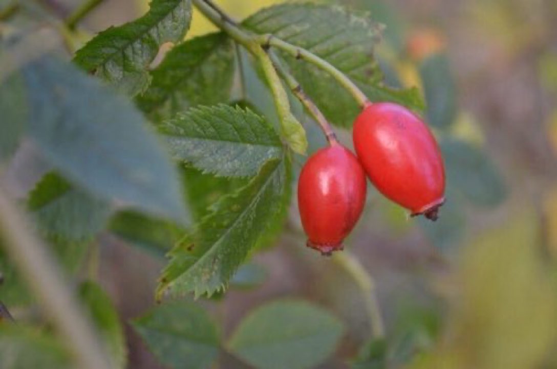 Plant a wildlife hedge instead of building a fence! It could help hedgehogs, bumblebees, blue tits, small mammals, insects, robins, frogs, bats, toads, dunnocks, butterflies, moths, blackbirds, solitary bees, wrens, hoverflies...