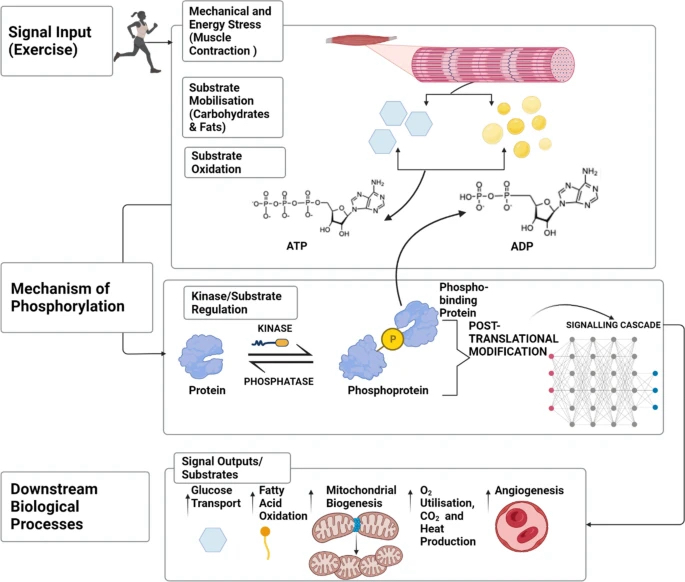 Exercise-Regulated Mitochondrial & Nuclear Signalling Networks in Skeletal Muscle @LizReisman @NolanJHoffman Sports Med (Online ahead of print)