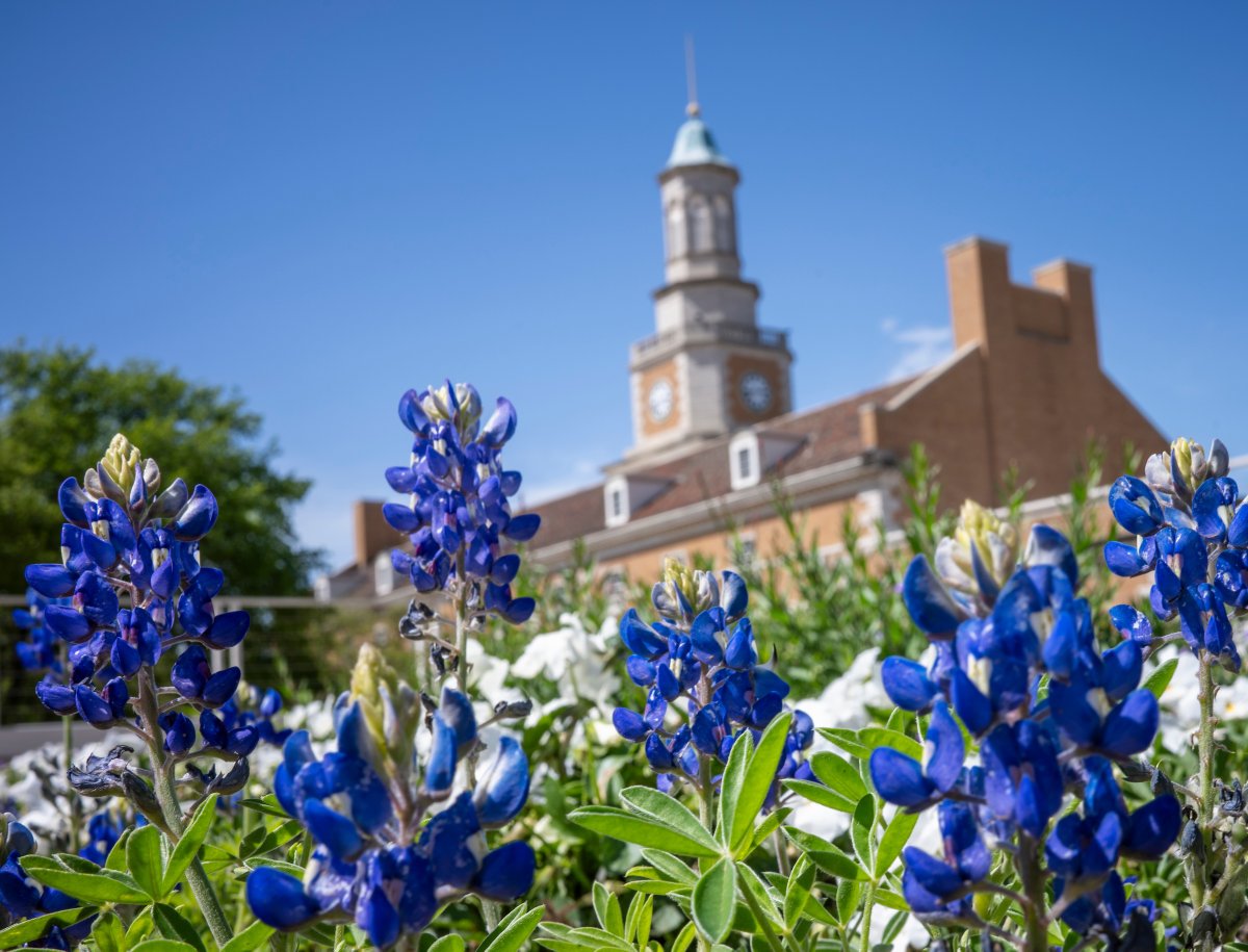 We love bluebonnet season 💙