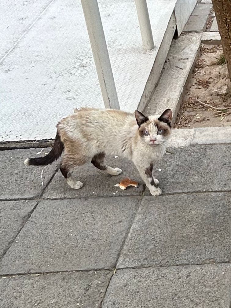Oigan <a href="/GNPSeguros/">GNP Seguros</a> yo sé que igual no es su responsabilidad, pero tampoco sean indiferentes con estos gatitos 🥺 se ven muy mal los gatitos que habitan Plaza GNP, Campestre Churubusco, al menos son 5 

Sigamos el buen ejemplo del tío <a href="/RicardoBSalinas/">Don Ricardo Salinas Pliego</a>