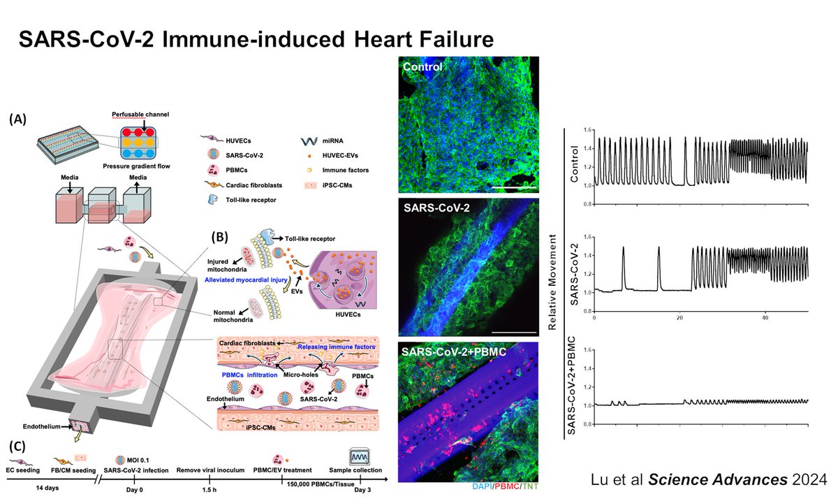 Milica Radisic tweet media