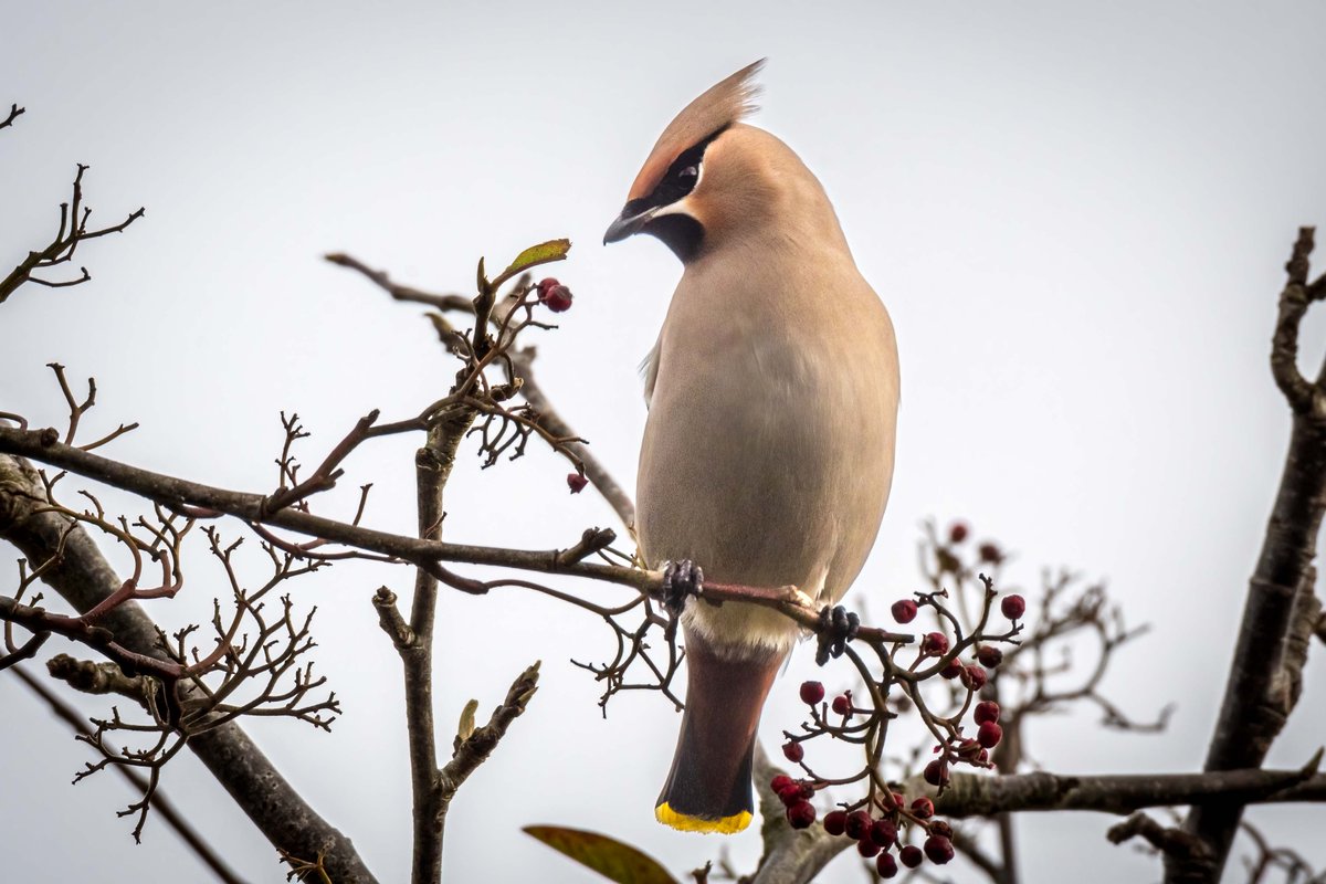 Still a few Waxwings about but I guess they will be off back to Scandinavia soon.
#Birds #birdwatching #birdphotography