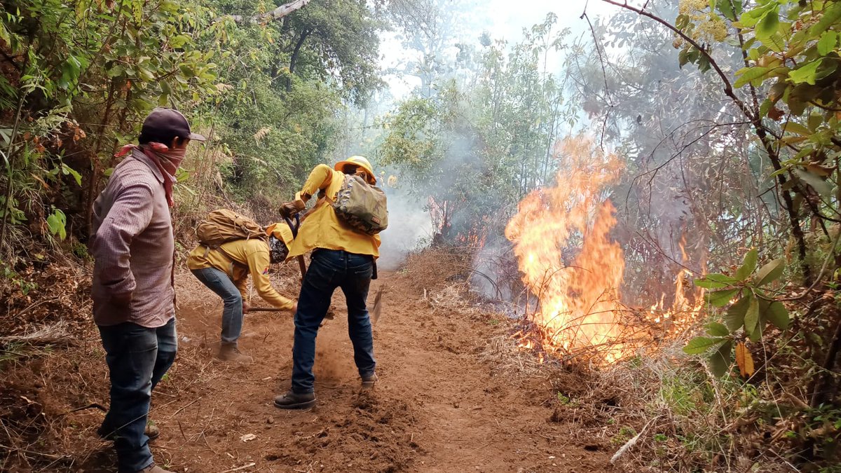 Probosque_'s tweet photo. #AlMomento: 

Más de 150 brigadas de #Probosque, @CONAFOR, @CEPANAF, @pciviledomex, así como municipales y ejidales continúan realizando labores de control y sofocación en el #IncendioForestal registrado en Cruz Vidriada, del municipio de #VillaGuerrero. https://t.co/oUbroNoEWN