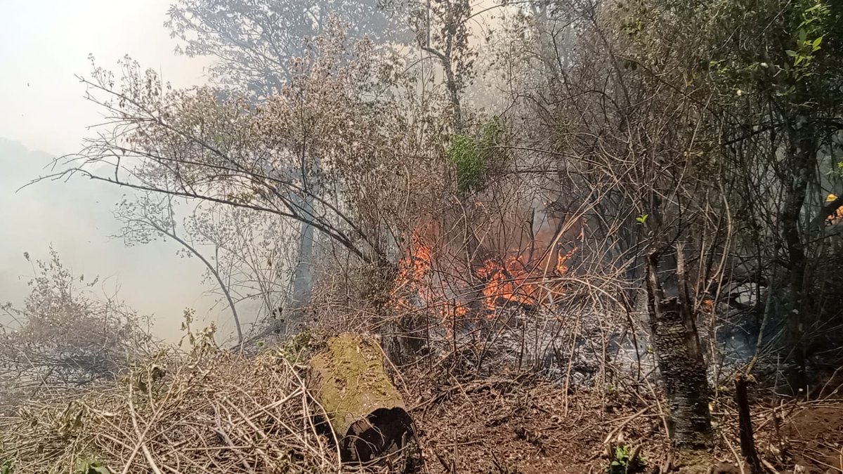 Probosque_'s tweet photo. #AlMomento: 

Más de 150 brigadas de #Probosque, @CONAFOR, @CEPANAF, @pciviledomex, así como municipales y ejidales continúan realizando labores de control y sofocación en el #IncendioForestal registrado en Cruz Vidriada, del municipio de #VillaGuerrero. https://t.co/oUbroNoEWN