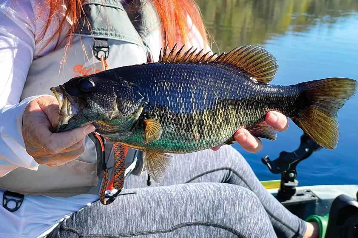 Do you know what type of bass species this is? Have you ever caught one? 🤔 Let's hear your guesses below! ⬇️ Read the story behind this bass here: floridasportsman.com/editorial/six-… #floridasportsman #floridafishing #bassfishing #freshwater #bassspecies #adventure #rivers