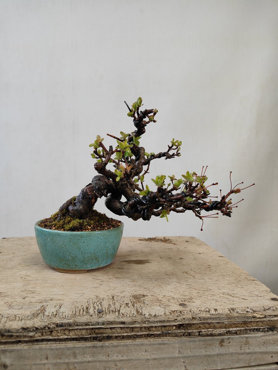 hiruma_bonsai tweet picture