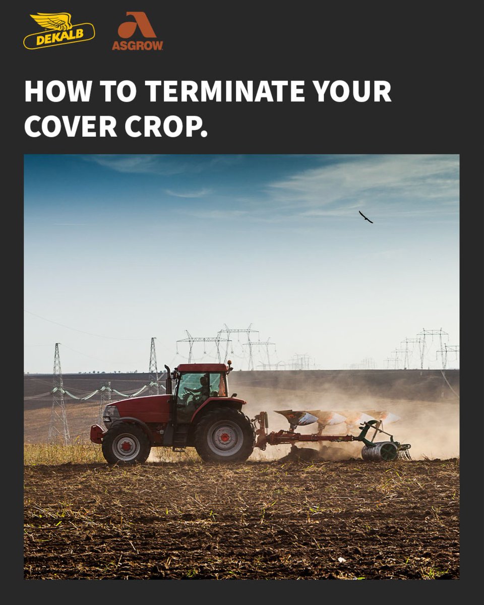 Did you plant a cover crop? Part of managing for #Plant24 is terminating it. There are multiple ways to do it — take a look. 👉 dekalbasgrow.co/4ct3wfP #SeedsThatSucceed