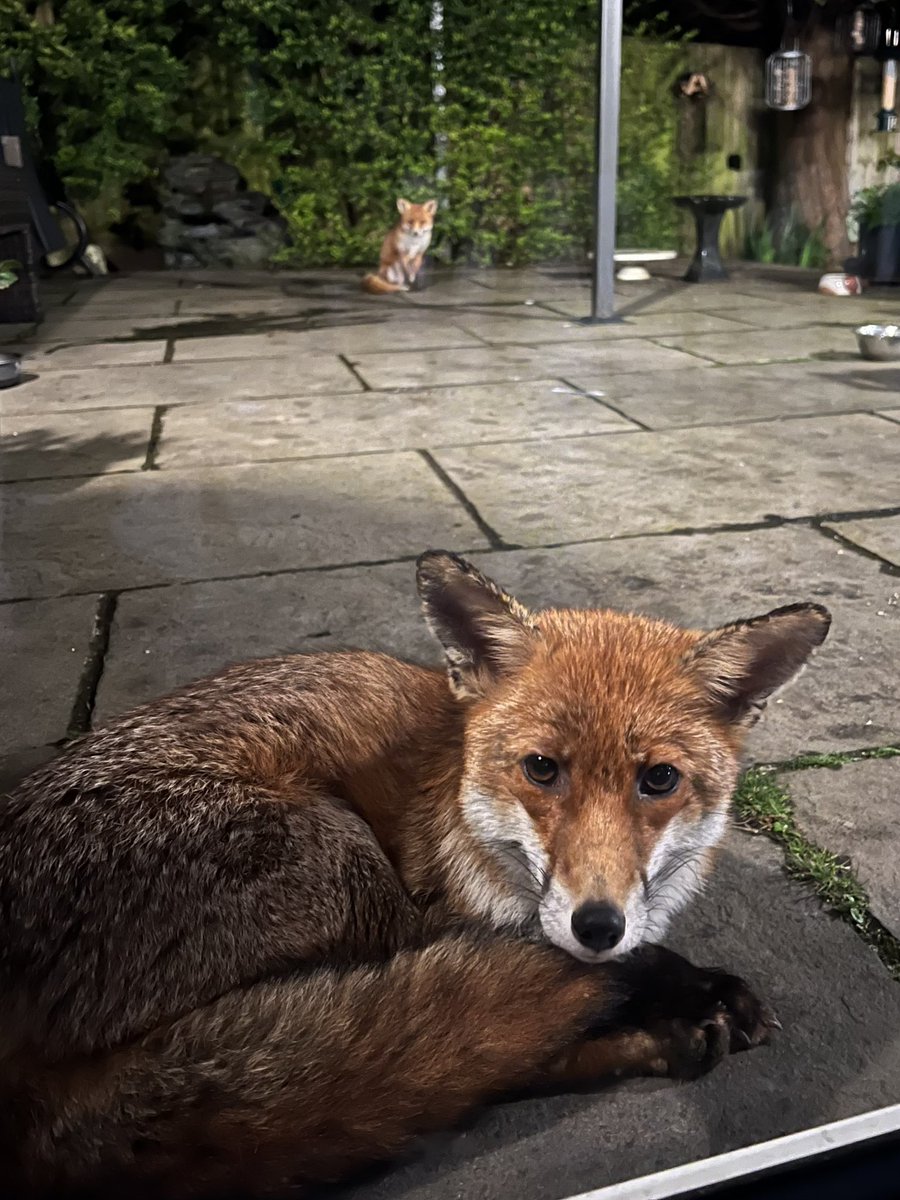 Social distancing #Fox #foxes #forfoxsake #foxinmygarden #forthefoxes #foxkit #foxlove #foxlovers #FoxOfTheDay #foxproject #WildlifeWednesday #WildlifeFrontGarden #TwitterNatureCommunity #urbanfox #urbanwildlife #Wildlife