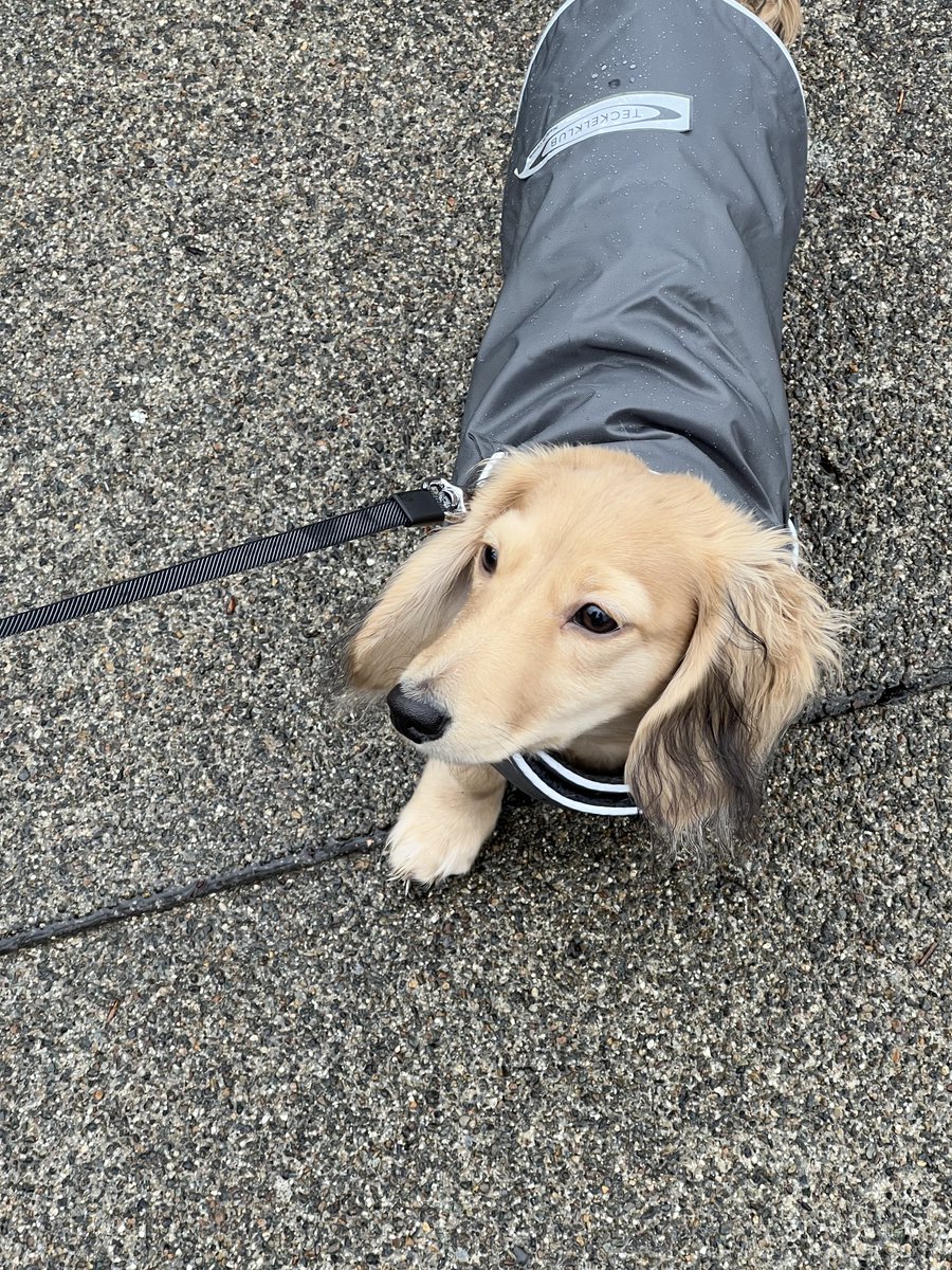 The face of a dachshund who is made to go out in a light mist.