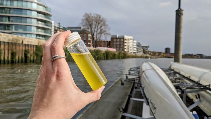 The Oxbridge boat race between Oxford and Cambridge will probably go ahead on 30th March, but participants have been warned not to enter or drink the water as it contains dangerous amounts of E.Coli and could kill them. This is the water sample, it looks like piss.