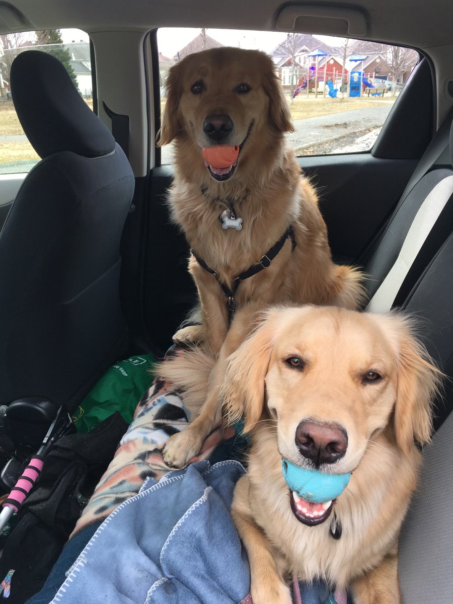 Happy Wednesday! We are heading to the park with Wendy! We are ready! #dogsoftwitter #dogsofx #Wednesdayvibe #bennyandbowie #parktime