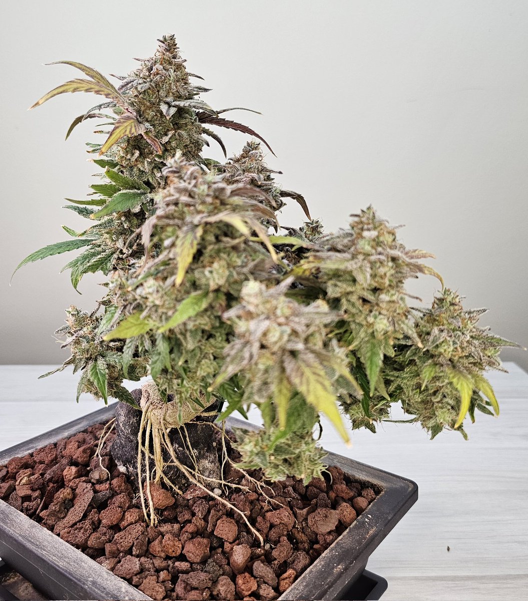 Transform your space into a cannabonsai oasis with a little help from our friends @MarsHydroLight and @MephistoGenetic 🌱✨. Elevate your grow game and save with code 'cannabonsai' - 10% off Mephisto and 4% off Mars Hydro. Cultivate, elevate, appreciate. #CannabonsaiCommunity